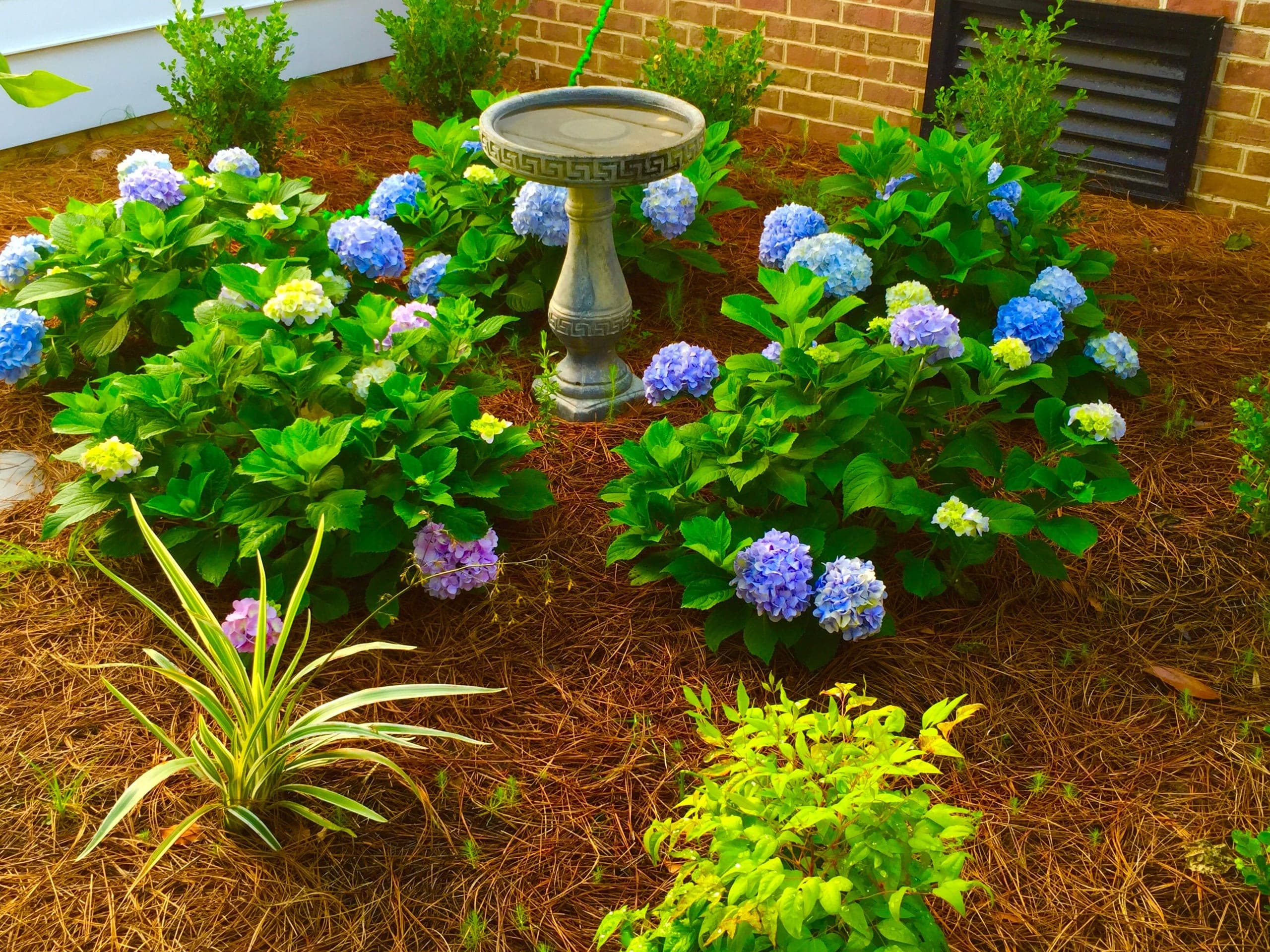 Blue hydrangeas ring a birdbath against a brick foundation.
